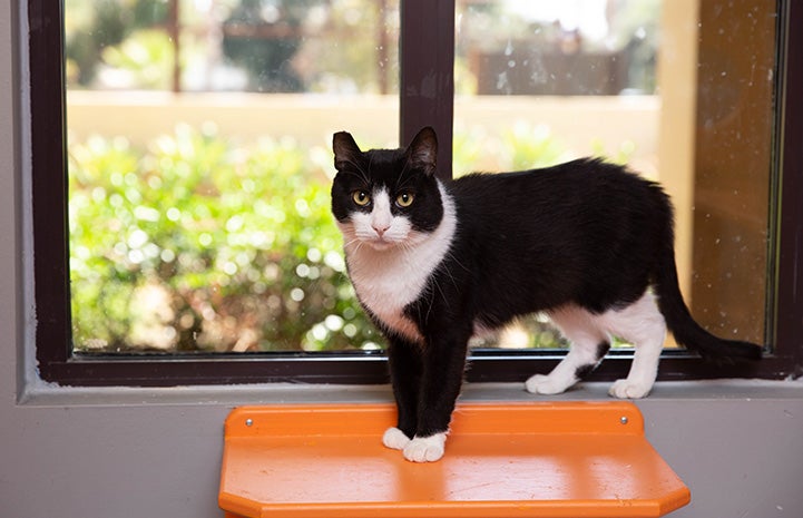 Shortie the black and white cat standing on an orange shelf in front of a window