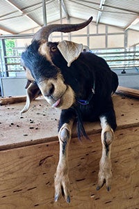 Augustus the goat climbing up and sticking his tongue out