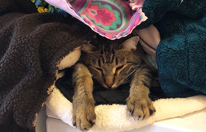 Jinksies the cat lying under a pile of warm clean linens