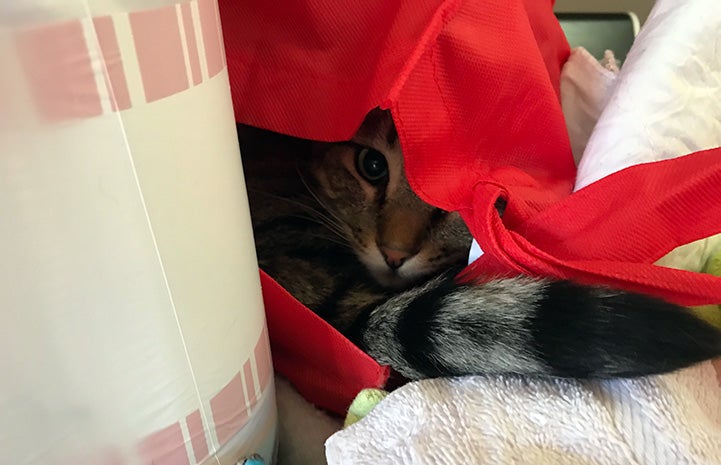 Jinksies the cat hiding in a red cloth bag
