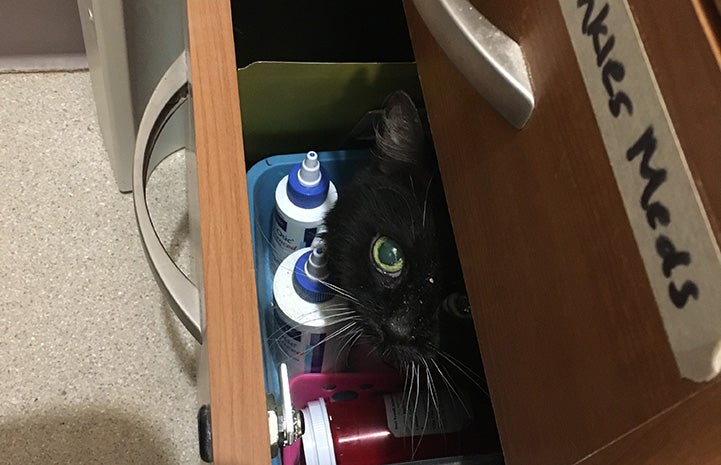 Siren the cat hiding a the bottom drawer of a file cabinet