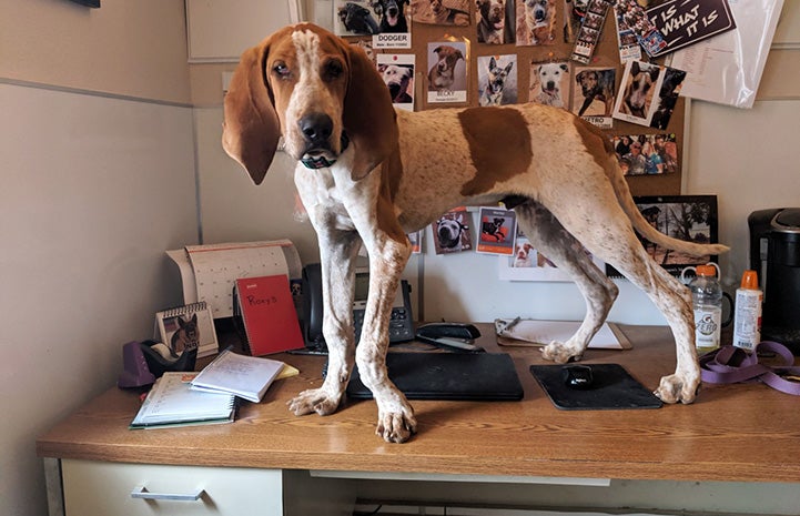 Trusty the dog standing on a desk