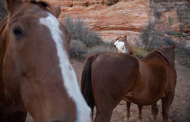 Cowboy the horse photobombs a photo of two other horses
