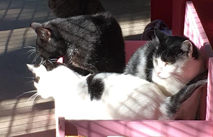 Three cats on a pink bench in a sunbeam