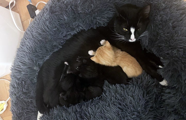 Mama cat Callie lying down in a gray fluffy bed with her kittens and Arnie nursing