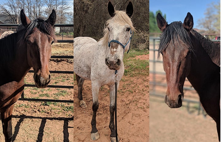 Collage of three photos of Sage, Cinnamon, Chili the horses