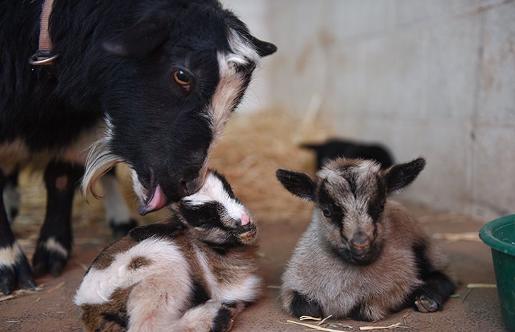 Erin the goat with two babies and licking the head of one of them