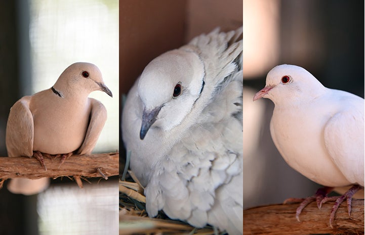 A collage of three photos of Debbie, Nevaeh, Monica the doves