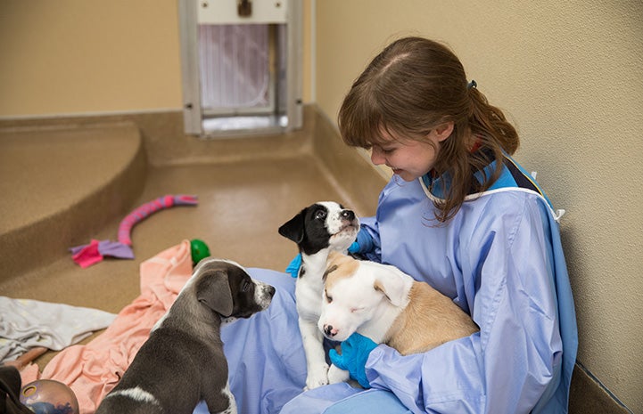 Woman wearing a protective gown sitting on the floor with a litter of puppies