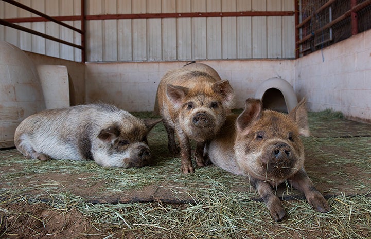 Karen, Colin, Corwin the pigs lying next to each other on some stray in a pen