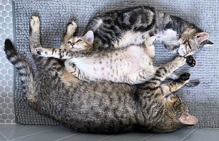 Maximus the tabby kitten lying on the floor next to his mom and another kitten