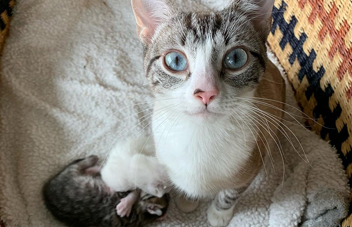 Moana the cat looking directly at the camera with her kittens below her