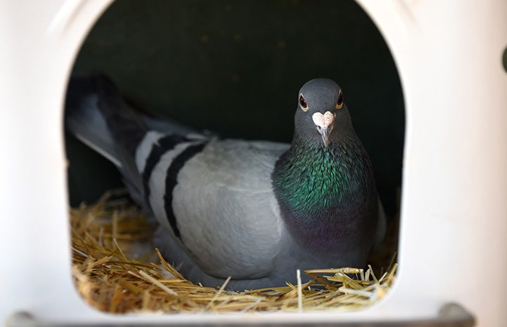 Nomad the pigeon lying in a roost