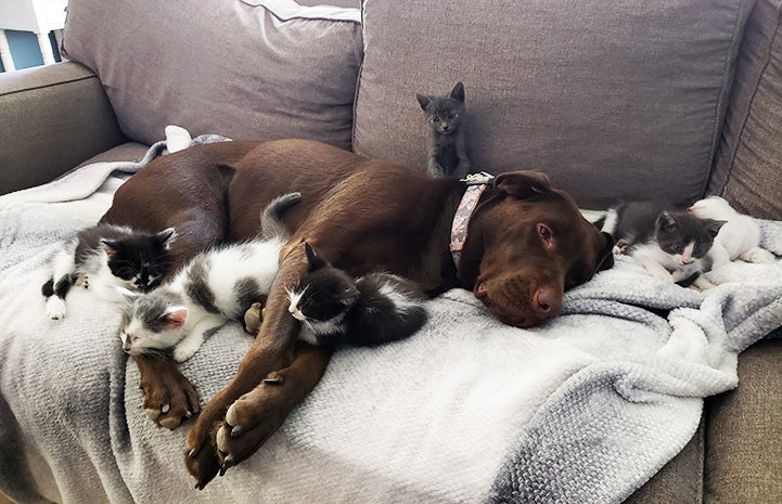 Penny the chocolate Labrador retriever lying on a couch surrounded by a litter of kittens