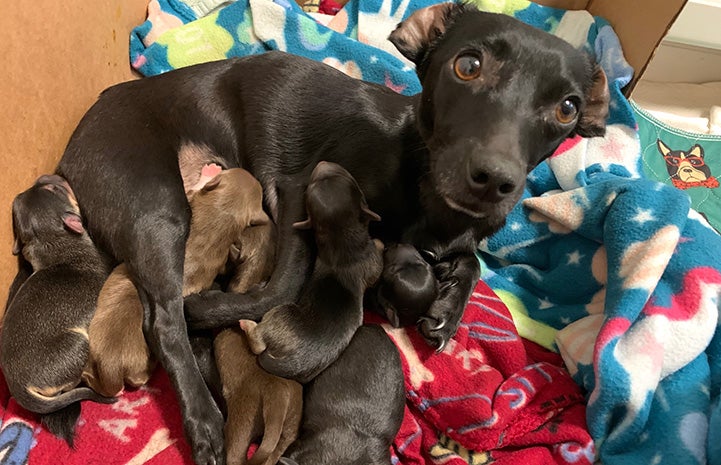 Linda the dog lying down on some blankets nursing her puppies