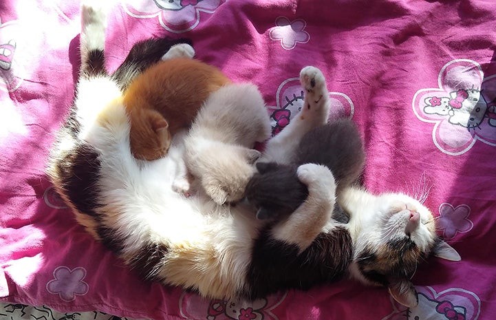 River the calico cat lying on her side and nursing her kittens