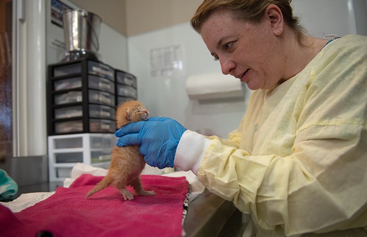 Janice holding Tony an orange tabby neonatal kitten