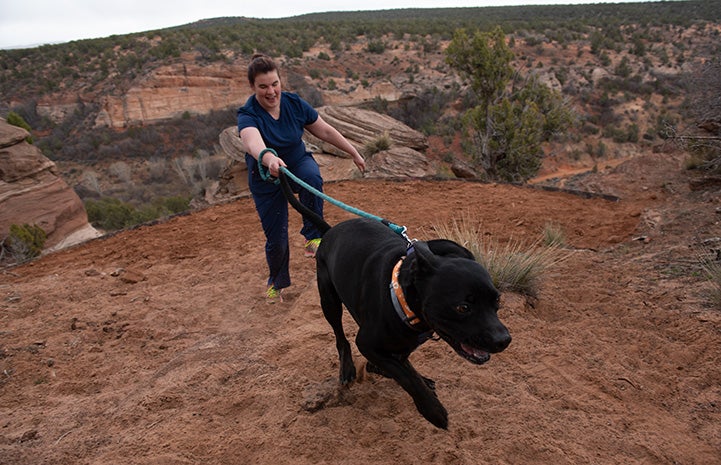 Trigger the black dog pulling Kelsie uphill on a hike