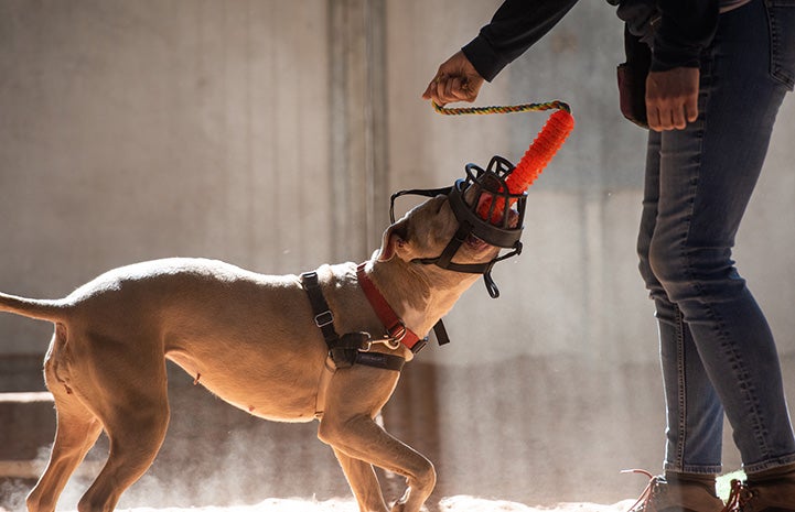 Person grabbing a tug toy that Charm the muzzled dog is holding in her mouth