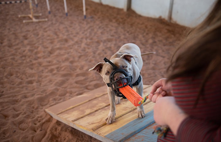 Charm the dog, looking toward the camera, wearing a muzzle and grabbing a toy in her mouth