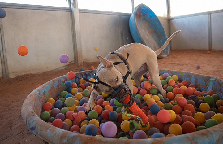Charm the dog wearing a muzzle and playing with a toy in a ball pit in a small kid's pool