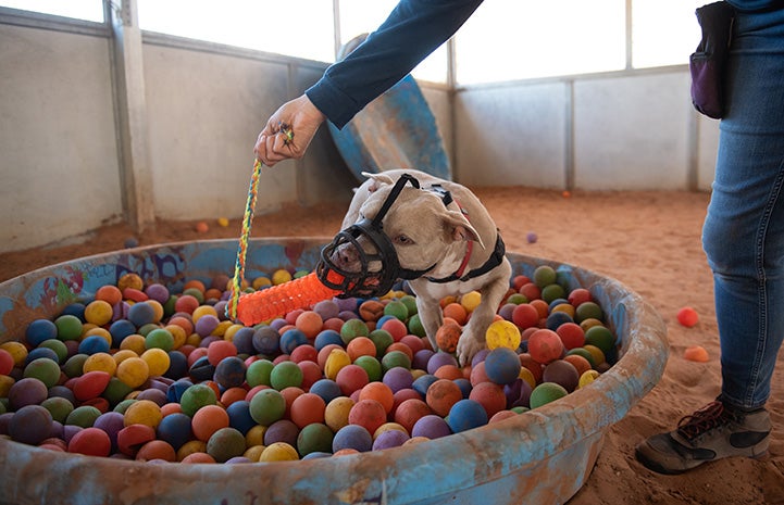 Person the rope part of a toy held in Charm the dog's mouth, while playing in a ball pit