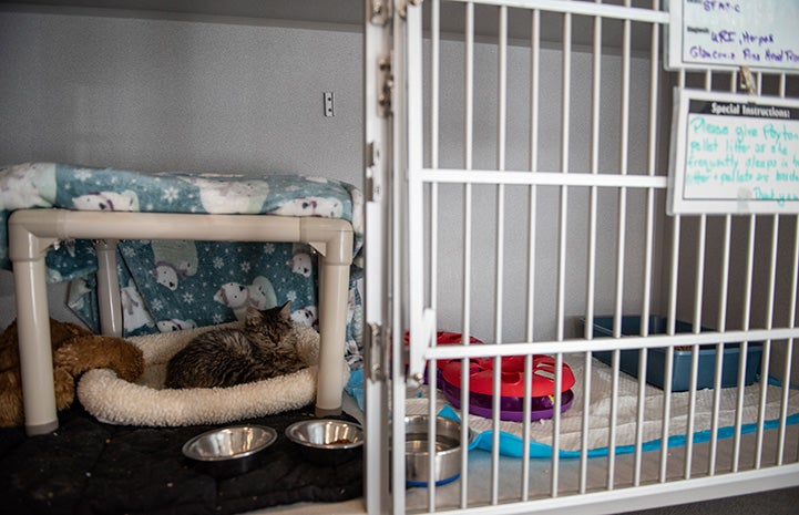 Peyton the kitten lying in a bed in a kennel in the clinic