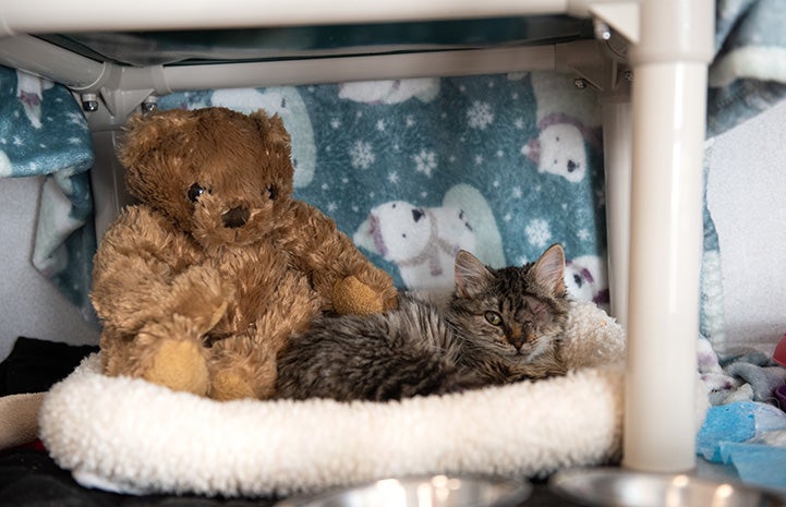 Peyton the brown tabby kitten lying in a bed next to a stuffed teddy bear