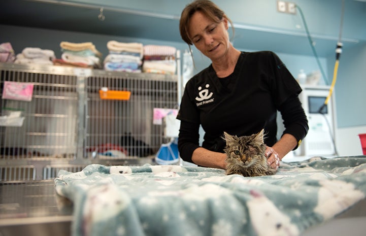 Dr. Chris with Peyton the kitten at the clinic