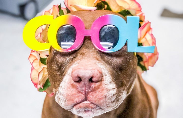 Gertrude the brown and white dog wearing rainbow colored glasses that spell out the word "COOL"