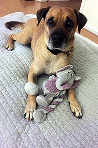 Ferrero the dog on a sleepover, lying on a dog bed with a stuffed animal