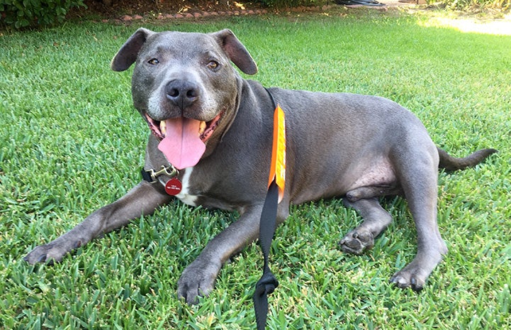 Marlin, the silver gray pit bull terrier lying on the grass