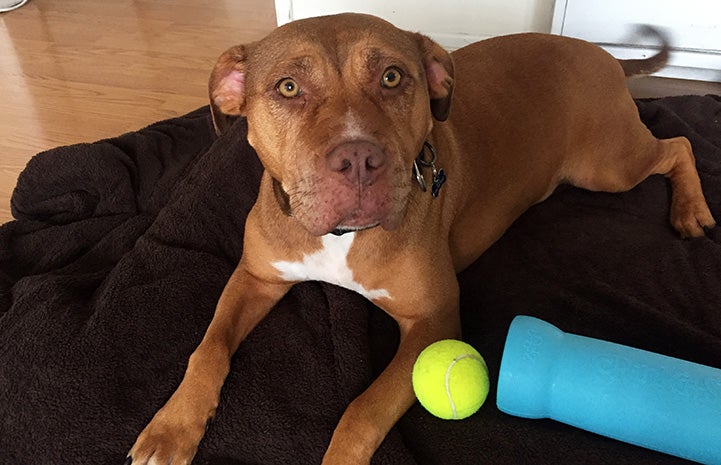 Stella the dog lying on a bed with a toy and ball, while on a Slumber Buddies sleepover