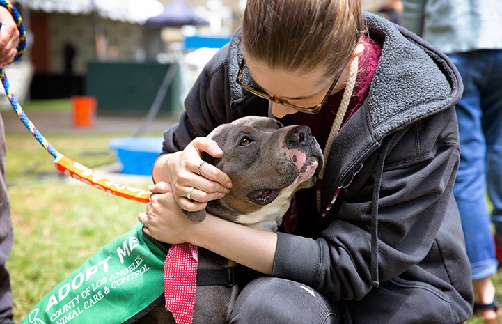 A woman hugging a gray and white pit bull terrier who is looking lovingly up at her at the A tent with human and dog activity at the NKLA Pet Super Adoption