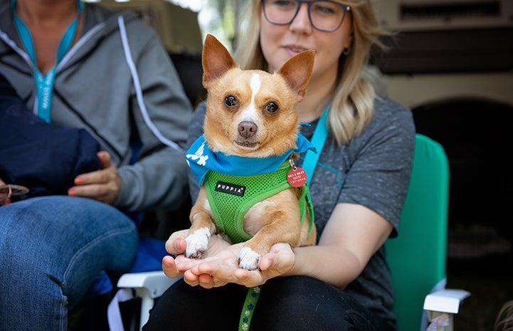A small brown and white dog sitting on the lap of a woman at the A tent with human and dog activity at the NKLA Pet Super Adoption