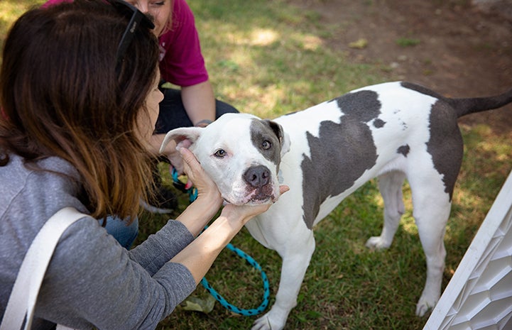 A gray and white pit bull terrier type dog being petted around the head by a woman at the A tent with human and dog activity at the NKLA Pet Super Adoption event