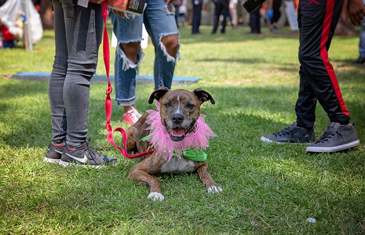 A brindle pit bull terrier lying in the grass with a pink frilled collar around her neck