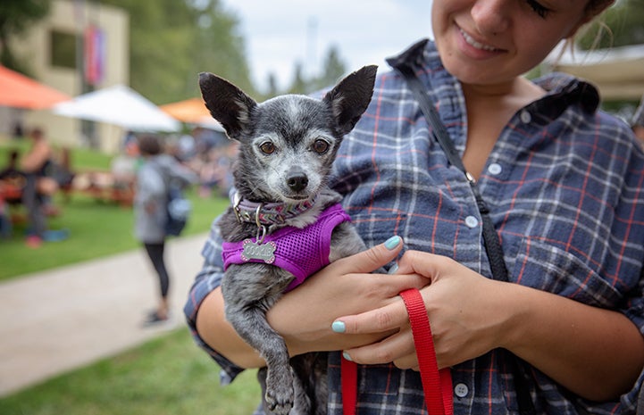 Smiling woman in a plaid shirt holding a gray speckled Chihuahua mix dog