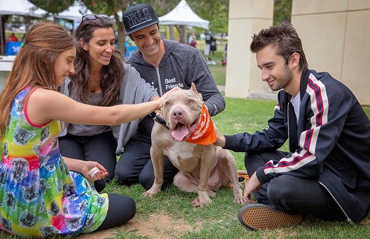 Actor Gilles Marini sitting with three other people petting a brown pit bull terrier wearing an orange Best Friends bandanna