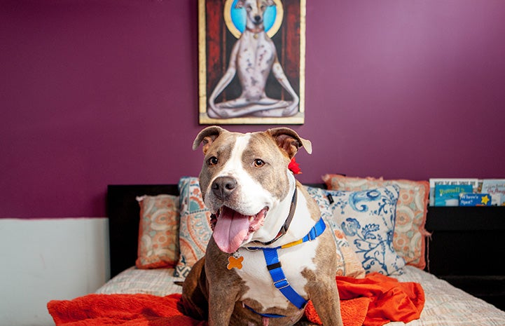 Bertha the pit bull sitting on a bed with a photo of a dog doing yoga behind her