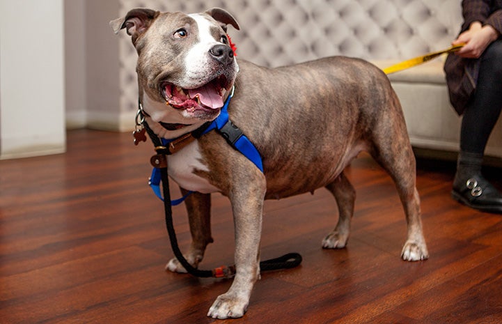 Bertha the pit bull terrier on a leash on a wooden floor