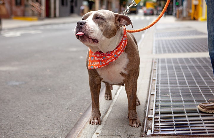 Gray and white pit bull terrier Bertha on a leash out on a walk wearing an bandanna with her tongue stuck out