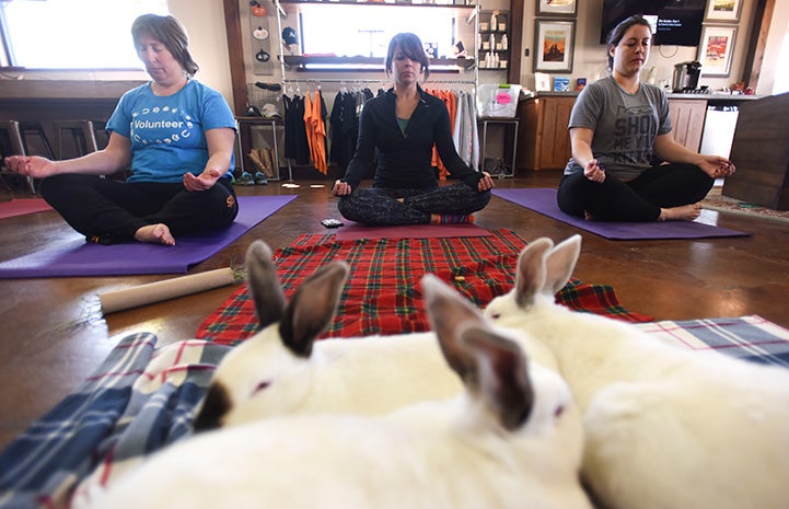 Women doing yoga at the Best Friends Visitor's Center with a group of three rabbits in front of them