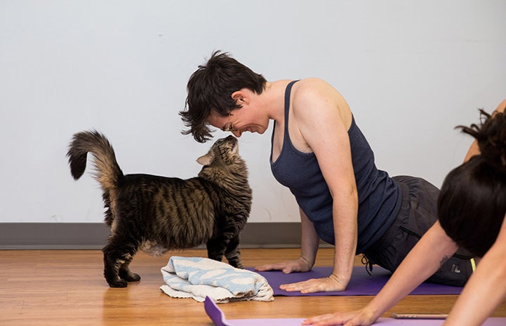Woman doing yoga nose-to-nose with a cat