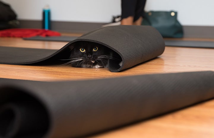 Black and white cat hiding in the folds of a yoga mat