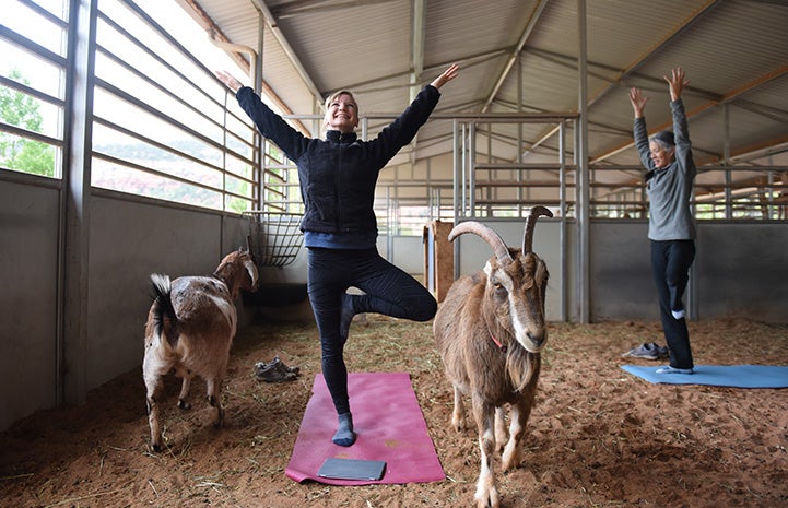 Women doing yoga in an outside building with goats