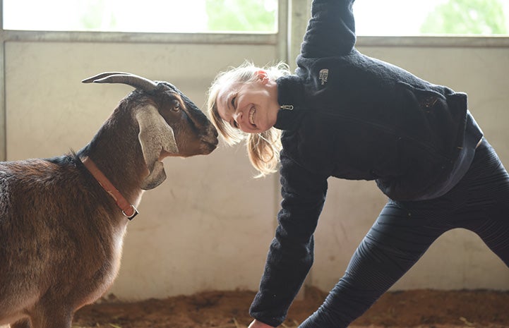 Woman bending over doing a yoga pose while smiling face-to-face with a goat