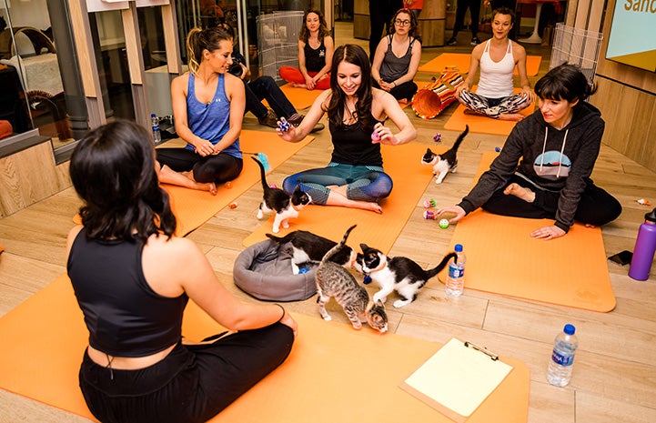 Group of women in a room doing yoga with a bunch of kittens