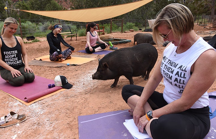 Group of women doing yoga outside with some potbellied pigs