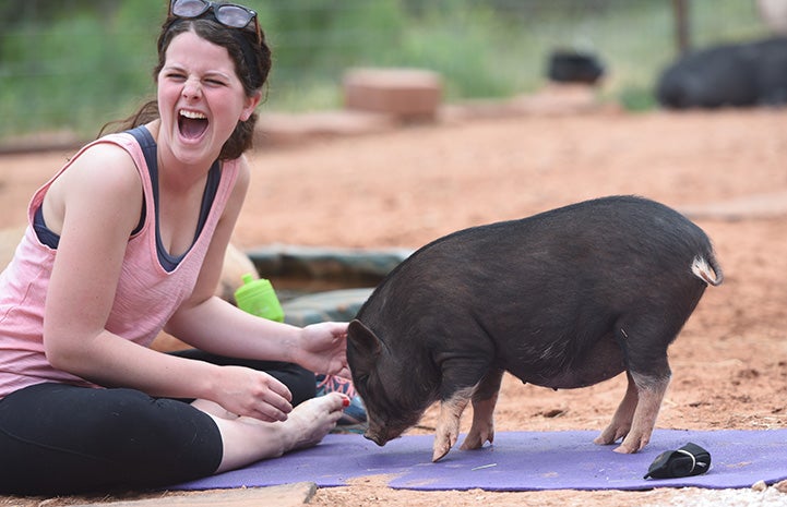 Woman laughing while doing yoga next to a pig